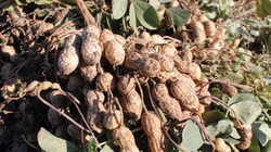 В Лиманском районе завершилась уборка урожая арахиса