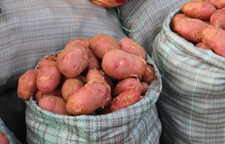 Лиманские картофелеводы реализовали более 20 тысяч тонн клубней