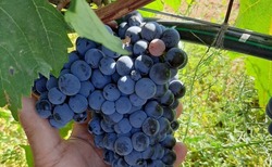 В Лиманском районе выращивают различные сорта винограда