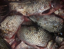 Около лиманского села Оля незаконно добывали рыбу два жителя района