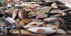 В 2022 году у лиманских рыбаков началась сложная путина