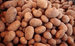 На астраханской земле начинают акклиматизацию элитных семян белорусского картофеля