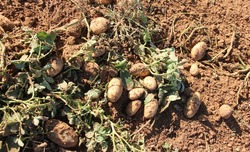 Лиманский район реализовал более 7 тысяч тонн раннего картофеля