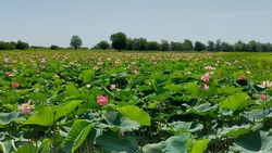 В Астраханской области зафиксированы нарушения в обращении с цветками лотоса
