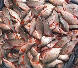 Лиманский браконьер получил наказание в виде исправительных работ