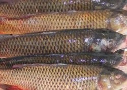 В Лиманском районе выявлен нарушитель правил рыболовства