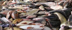 Суточная норма вылова рыбы в Астрахани не изменилась