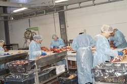 Переработкой мяса в Лиманском районе занимается ООО «МясКо»