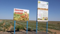 Популяция краснокнижных сайгаков в лиманской природоохранной зоне выросла