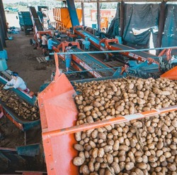 Лиманцы вносят весомый вклад в производство картофеля в Астраханском регионе  