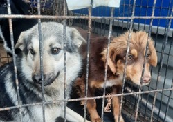 В Лиманском районе продолжается отлов бродячих собак