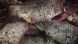 В Лиманском районе задержан рыбак с сетью
