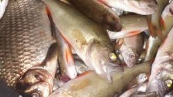Житель Лиманского района вылавливал рыбу незаконным способом