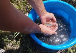 Школьники спасают рыбную молодь в Лиманском районе