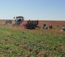 Лиманским районом отгружено более 12 тысяч тонн раннего картофеля