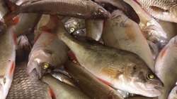 Житель Лиманского района добывал рыбу незаконным способом