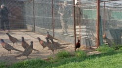 В Лиманском районе выпустили на волю фазанов